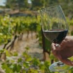Ruta del Vino por la provincia de Málaga